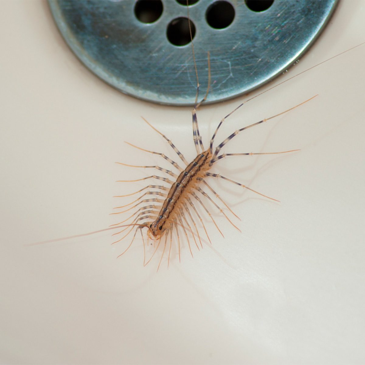 Never ever kill a house centipede again. I had no idea.