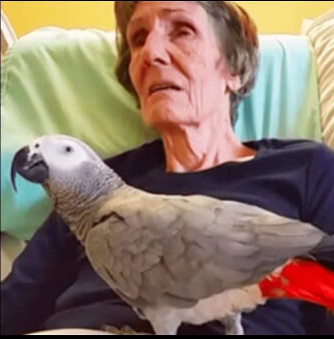 Dying woman says final goodbye to her parrot: The bird’s instant reaction leaves us in tears