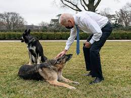 The Bidens have announced the death of their ‘loving’ German Shepherd Champ.