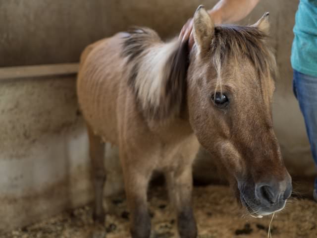 Police find abandoned pony tied to a tree, take a closer look and understand why it refuses to turn around