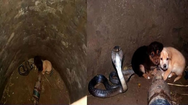 2 puppies fall into pit with a cobra – 48 hours later animal heroes are shocked