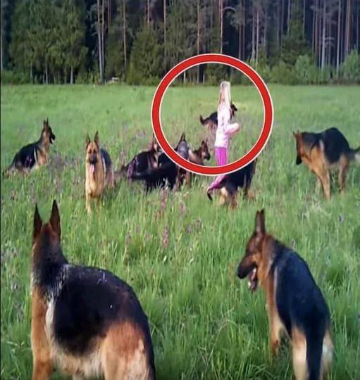 A young girl was surrounded by 14 dogs. The moment the girl raised her hands to the skies, a miraculous event took place.