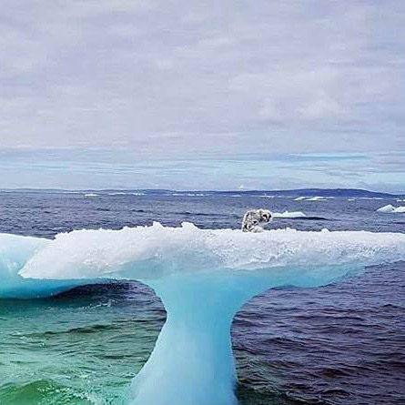 Fisherman see something odd stuck on an iceberg – soon realize the unimaginable truth