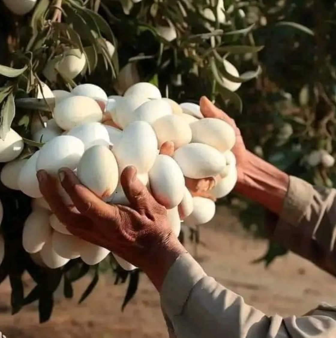 Mind-Blowing Fruit Discovery: Woman Stunned After Realizing What This White-Looking Fruit Really Is – You Won’t Believe the Shocking Twist!