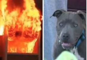 Family house burns to ground with baby inside when mom sees pit bull dragging baby out by her diaper