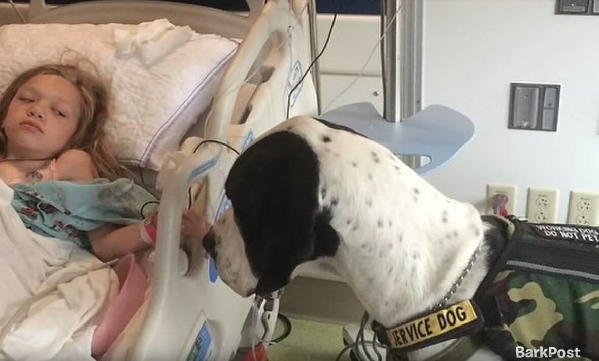 Giant dog George given “Dog’s Best Day” after helping girl walk again