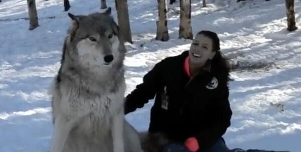 Giant wolf sits down next to this woman, now watch the moment when their eyes meet