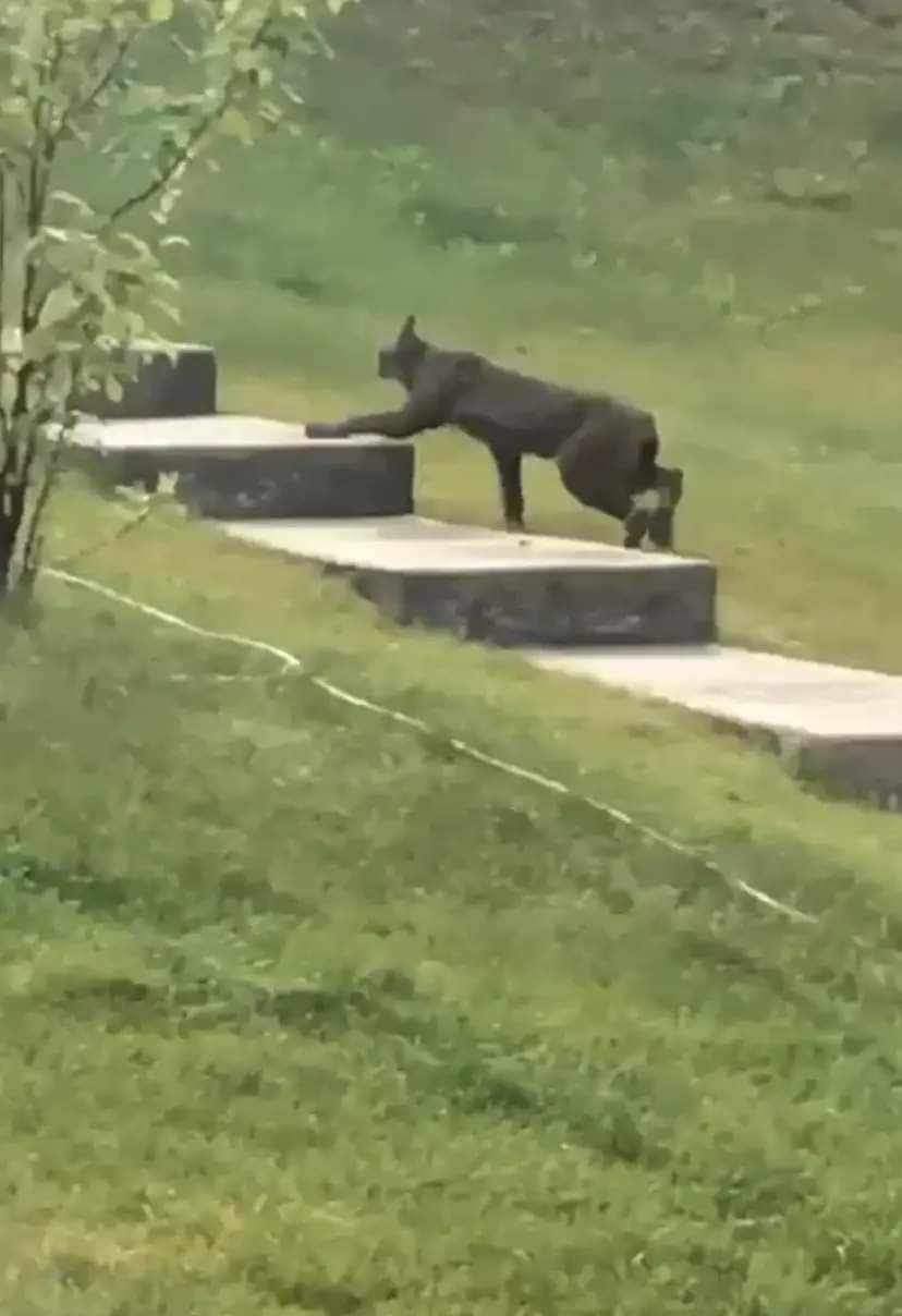 For the initial time, a Black Canada Lynx has been captured on camera.