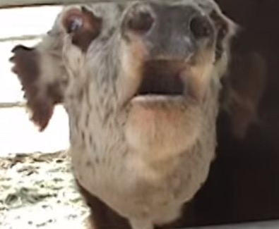 Cow cries constantly for missing baby, then looks through the fence and loses control