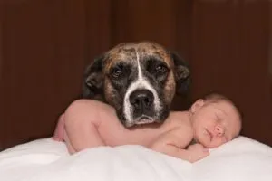 In the middle of the night, a newborn baby was saved by a recently adopted homeless dog.