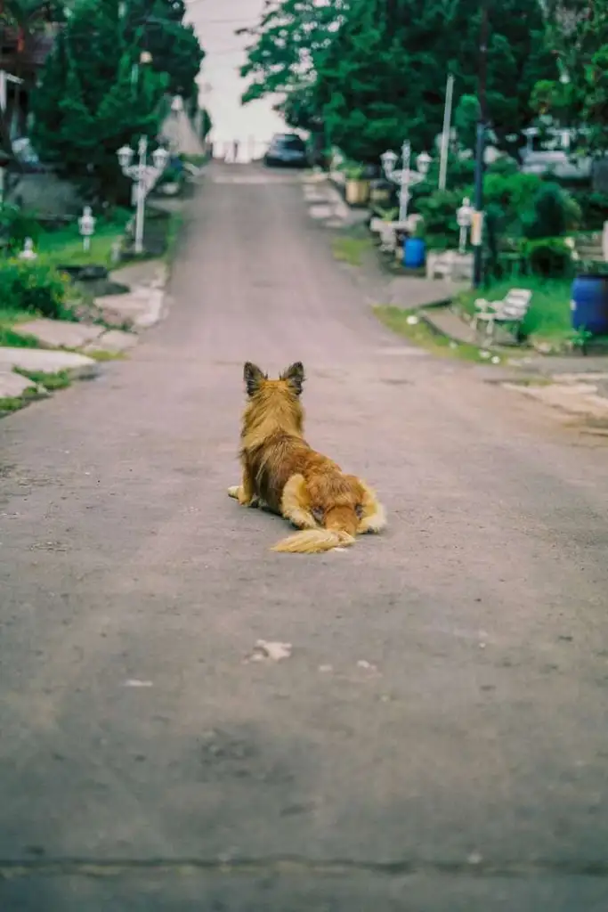 During the car accident involving a dog, a harsh sign has caused the arguments throughout the whole neighborhood.