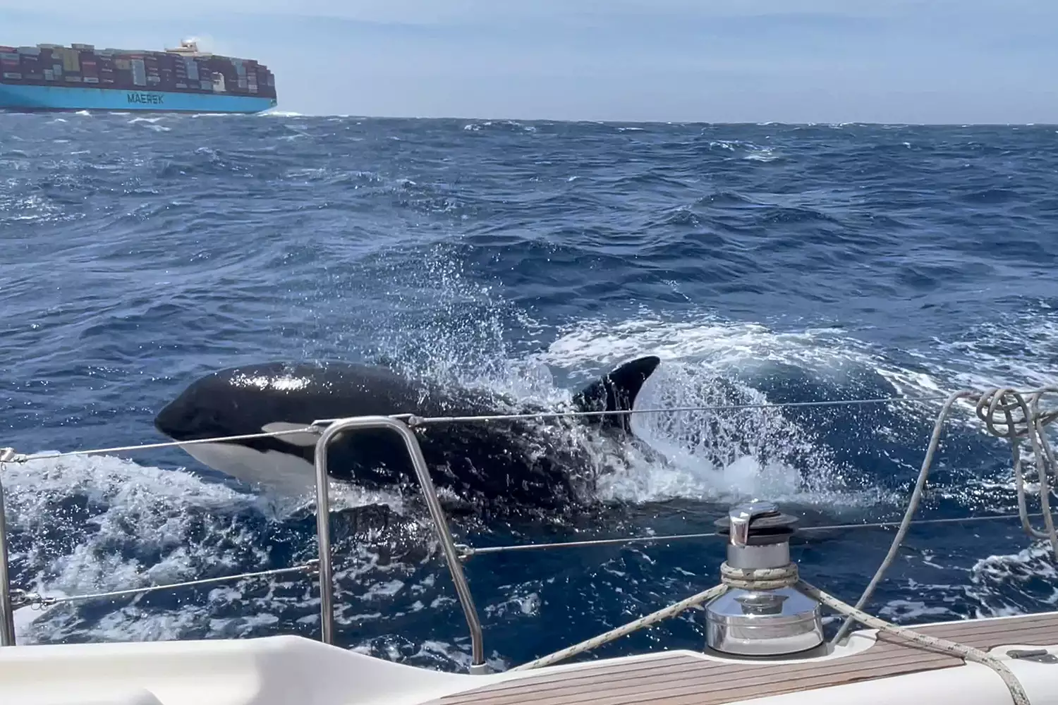 Pod of Orcas Attack Couple’s Yacht Midway Through Sailing Training Course in Morocco