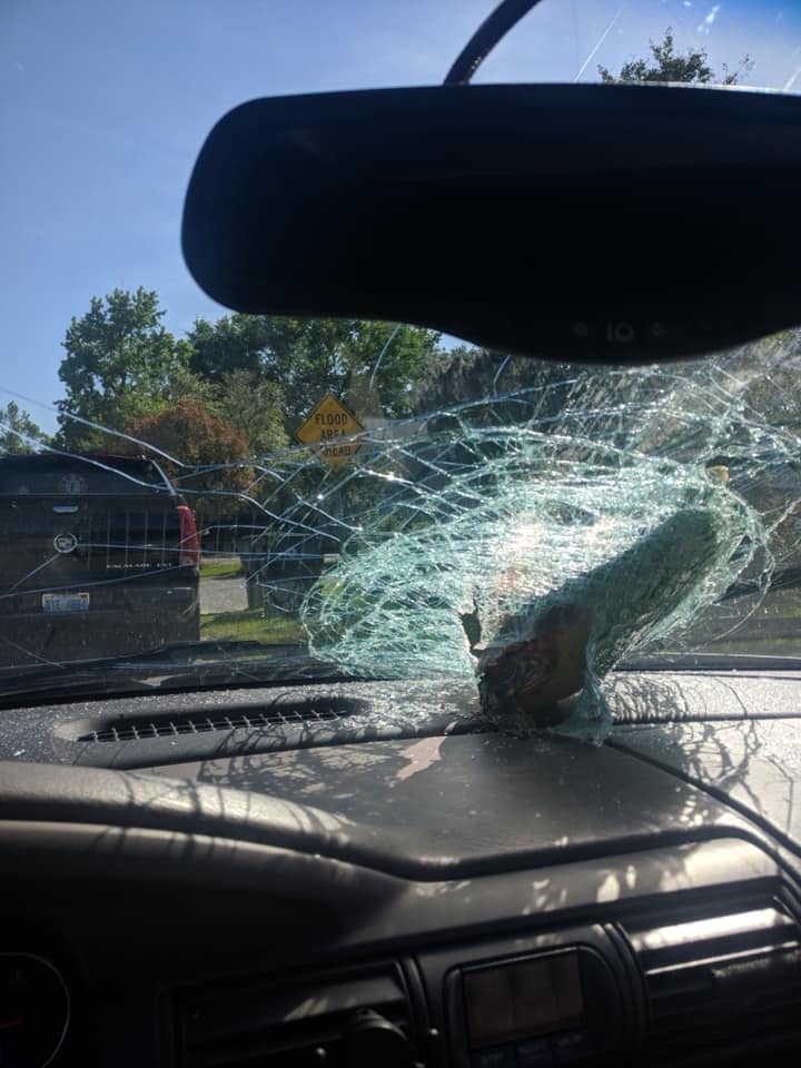 Unusual accident: Turtle crashes through car window and nearly decapitates passenger