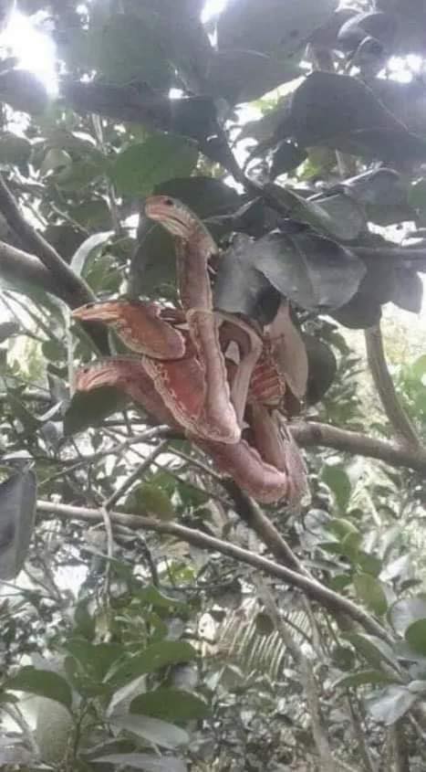 A sight of wrathful ‘snakes’ have been seen hiding in a trees, yet appearances can be deceiving.