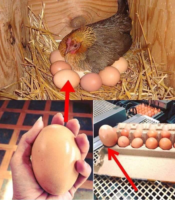 When a farmer found a huge eggs, the insides were even more mysterious.