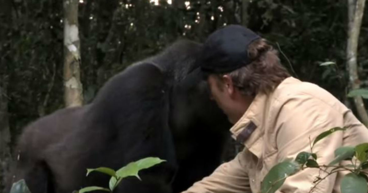 Everyone Warned Him About The Gorilla He Raised. When They Meet 5 Years Later, I Can’t Hold Back The Tears.