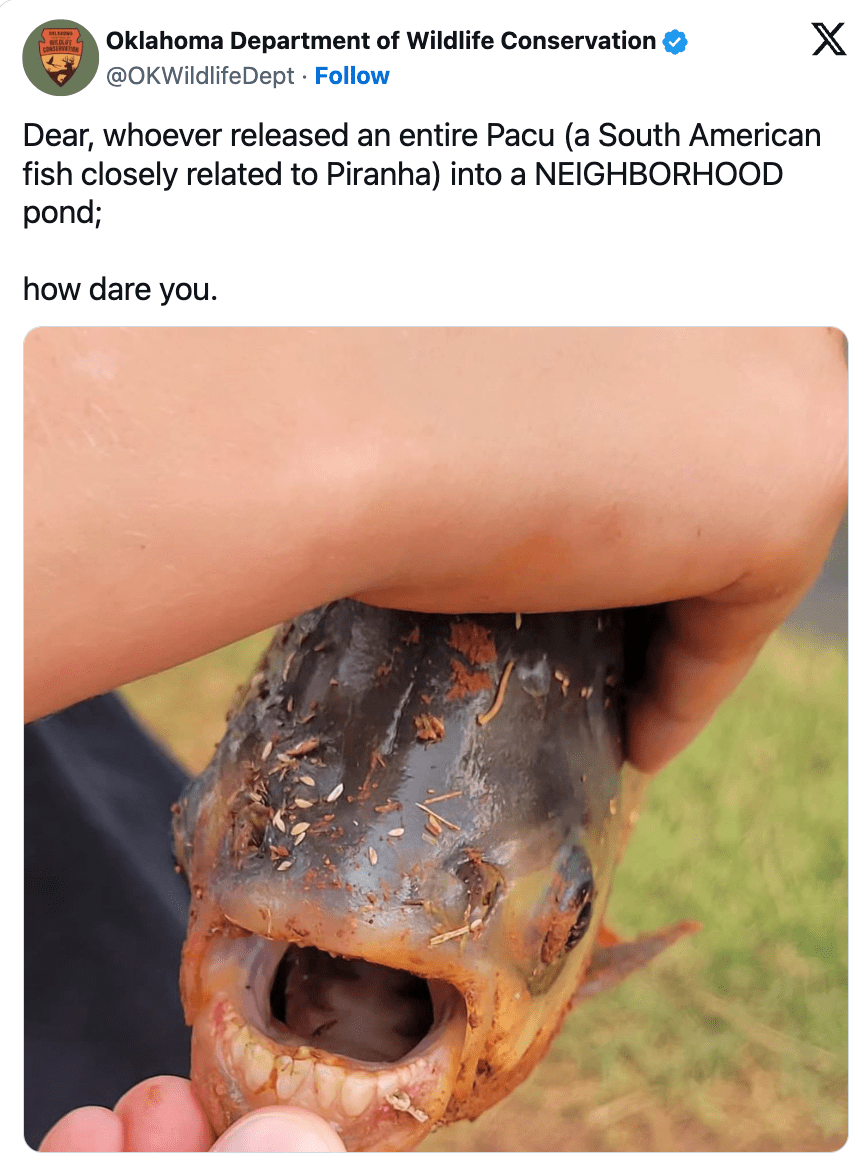 Oklahoma boy sits alone to fish when he catches a fish that has him screaming