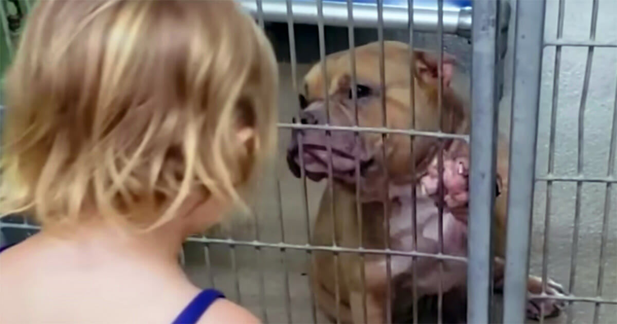 Caring 2-year-old goes to dog shelter and chooses sick, shy pit bull in need of love