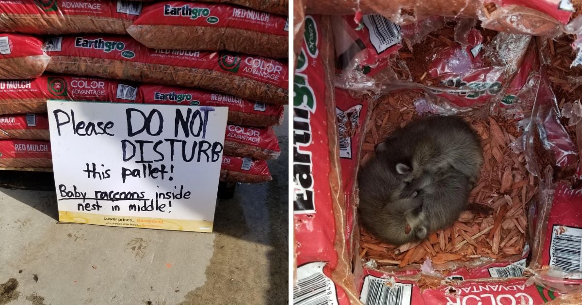 Home Depot employees discover a heartwarming gathering of adorable fur babies nestled in a mulch display