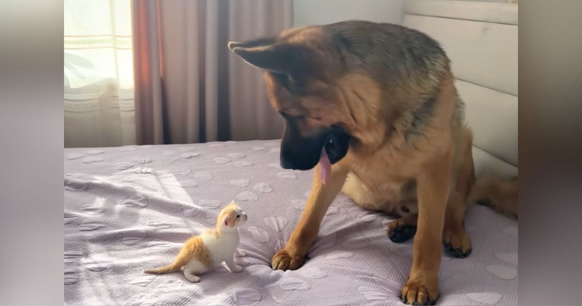 German Shepherd’s Gentle Curiosity for Kitten’s Meow Melts Hearts