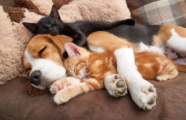 17 Pictures of Cats and Dogs Cuddling To Help You Relax and Feel Good | Cuteness