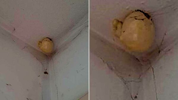 Unveiling the Mystery of the Strange “Egg” Hanging from the Ceiling