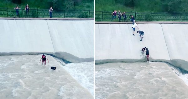 Incredible Rescue: Friends Form Human Chain to Save Dog from Reservoir