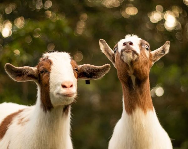 A heartwarming slow-motion video capturing the sheer joy of baby goats leaping gracefully is spreading pure happiness and delight among viewers