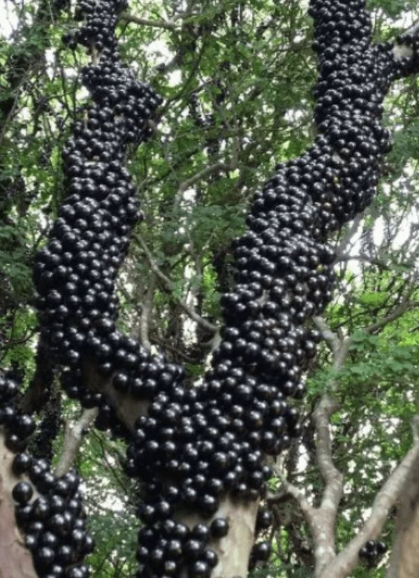 Discover the Wonders of Jabuticaba Fruit for Good Health