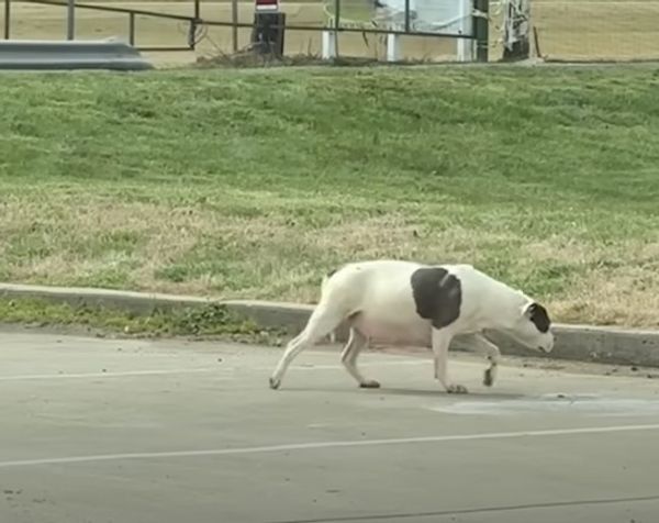 A stray mother dog, with a look of desperation in her eyes, cautiously steps into a trap, silently pleading with rescuers to provide a safe haven for her vulnerable puppies