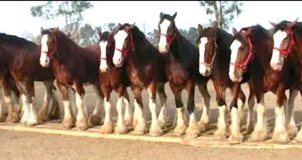 Behold the Extraordinary Abilities of these Majestic Horses