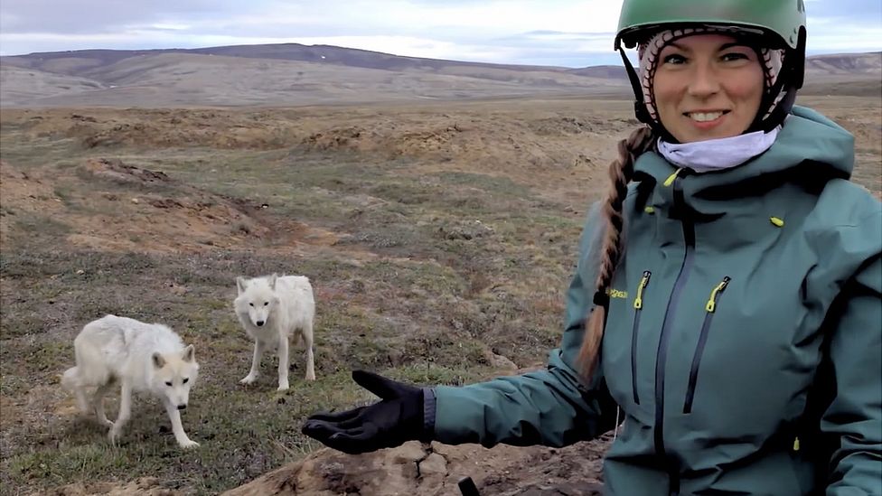 Planet Earth producer’s ‘crazy’ first Arctic wolf encounter