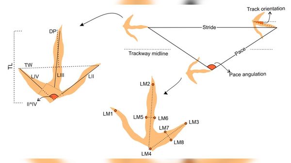 Birdlike footprints suggest ancient reptiles with bird-like feet