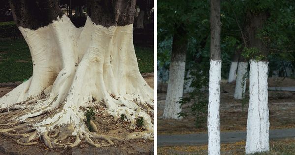 What Does It Mean if You Spot White-Painted Trees?