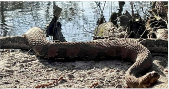 ‘What A Beast!’ Huge Snake Found By Hiker Near South Carolina Creek