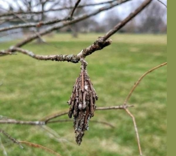 The Silent Tree Killer: Evergreen Bagworms