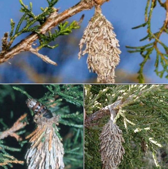 Defending Your Beloved Trees from the Silent Threat of the Evergreen Bagworm