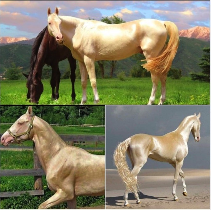 The Enchanting Golden Horse: A Rare Beauty