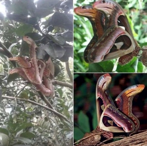 The Astonishing World of the Atlas Moth: Nature’s Master of Illusion