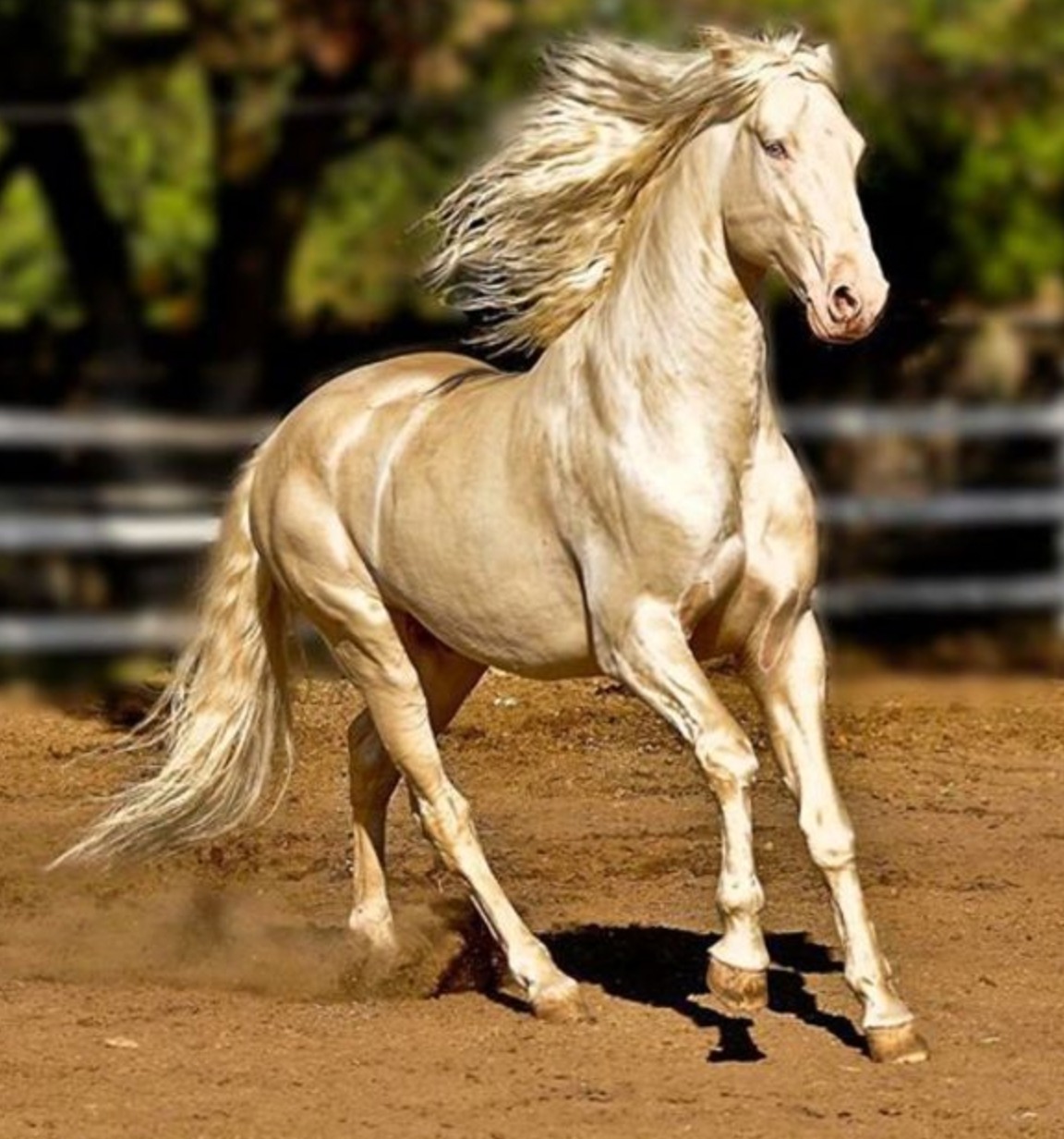 The Enchanting and Majestic Akhal-Teke Horse – A True Natural Wonder