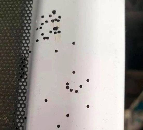 Mystery Solved: Unveiling the Enigma of Black Dots in Your Kitchen