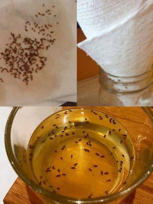 Keep Your Kitchen Fruit Fly-Free: Easy Tips for a Hassle-Free Summer