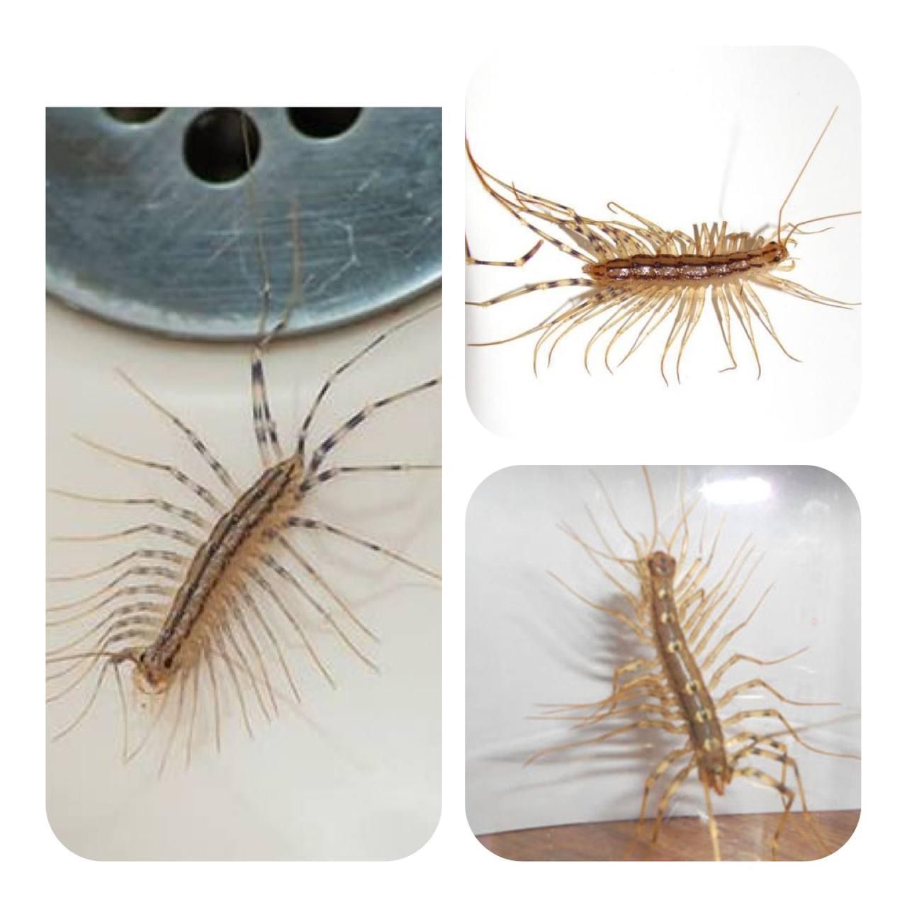 The Silent Heroes of Pest Control: Centipedes