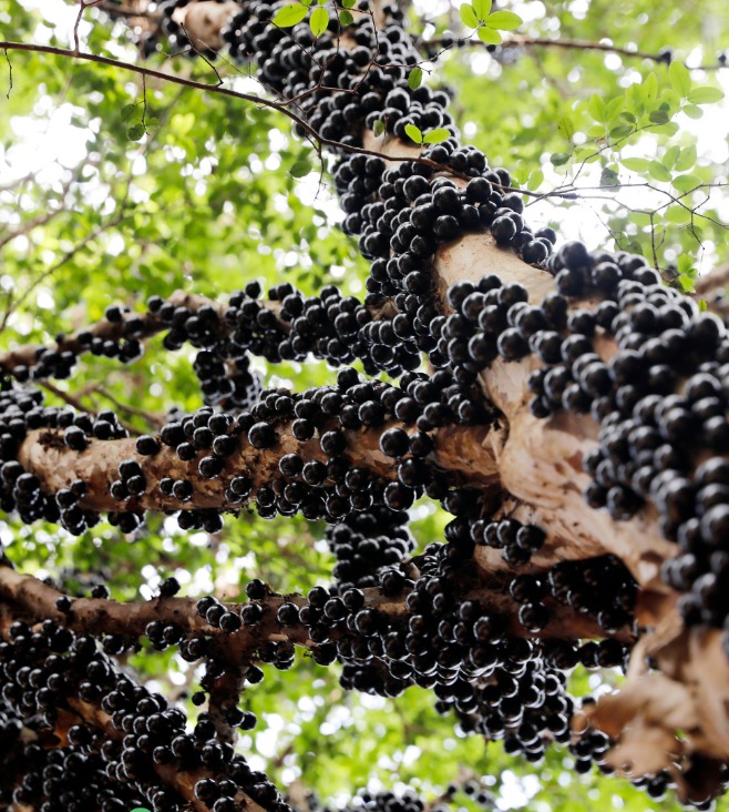 Unlock the Hidden Health Gem: Jabuticaba Fruit for Good Health