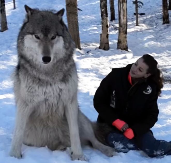 Get Up Close and Personal with Wolves at the Colorado Wolf and Wildlife Center