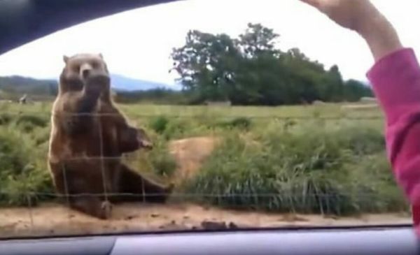 The Friendly Bear of Olympic Game Farm