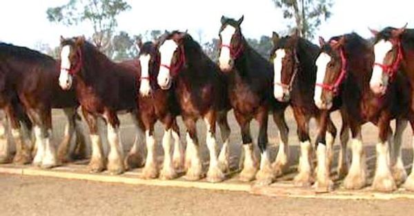 Budweiser Clydesdales: Majestic Horses Defying Expectations