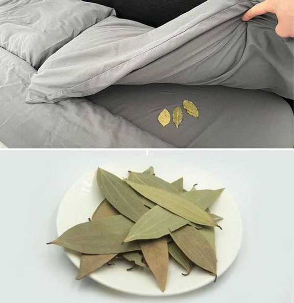 Why Putting Bay Leaves Under Your Bed Can Improve Your Sleep