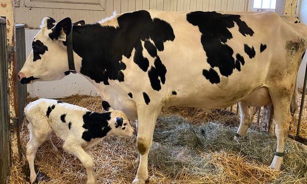 Cow Gives Birth to Rare Quadruplets in Northeast Texas