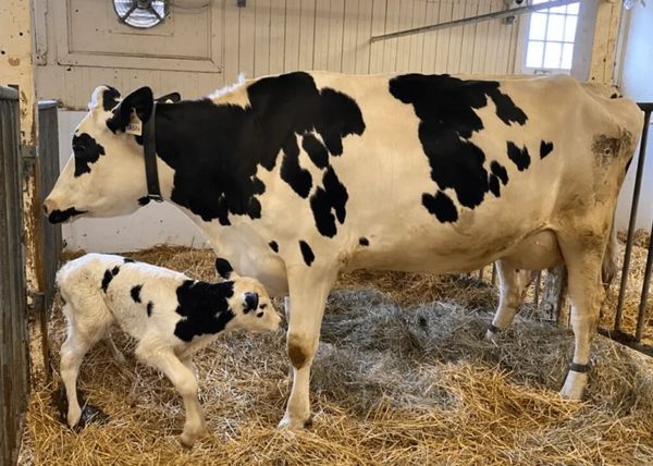 Extraordinary Birth of Four Adorable Calves Leaves Farmers in Awe!